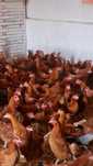 KURY NIOSKI MŁODE z jajkiem ROSA Kolorowe Leghorn od PRODUCENTA