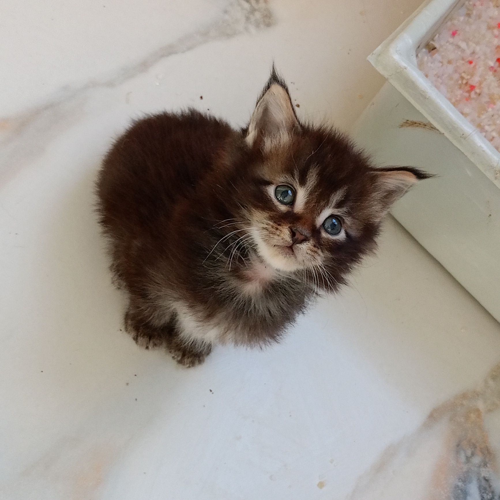 Kot Maine coon kotka