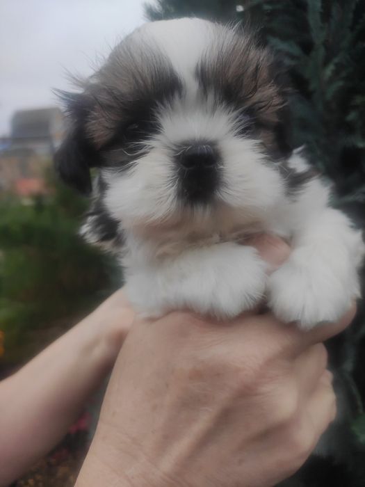 Міні хлопчик Ши-тцу