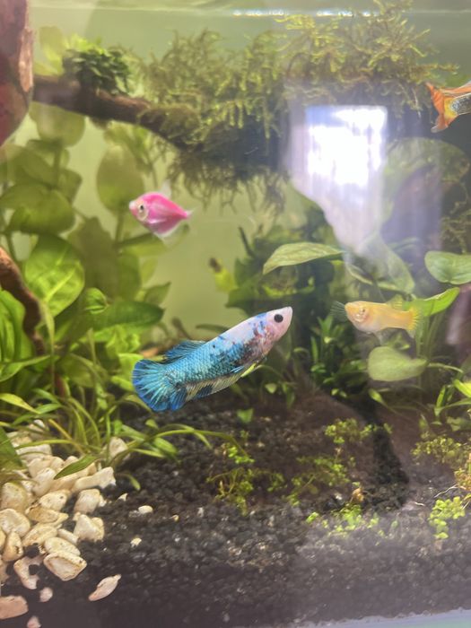 Samica Bojownika BLUE KOI A12 HMPK