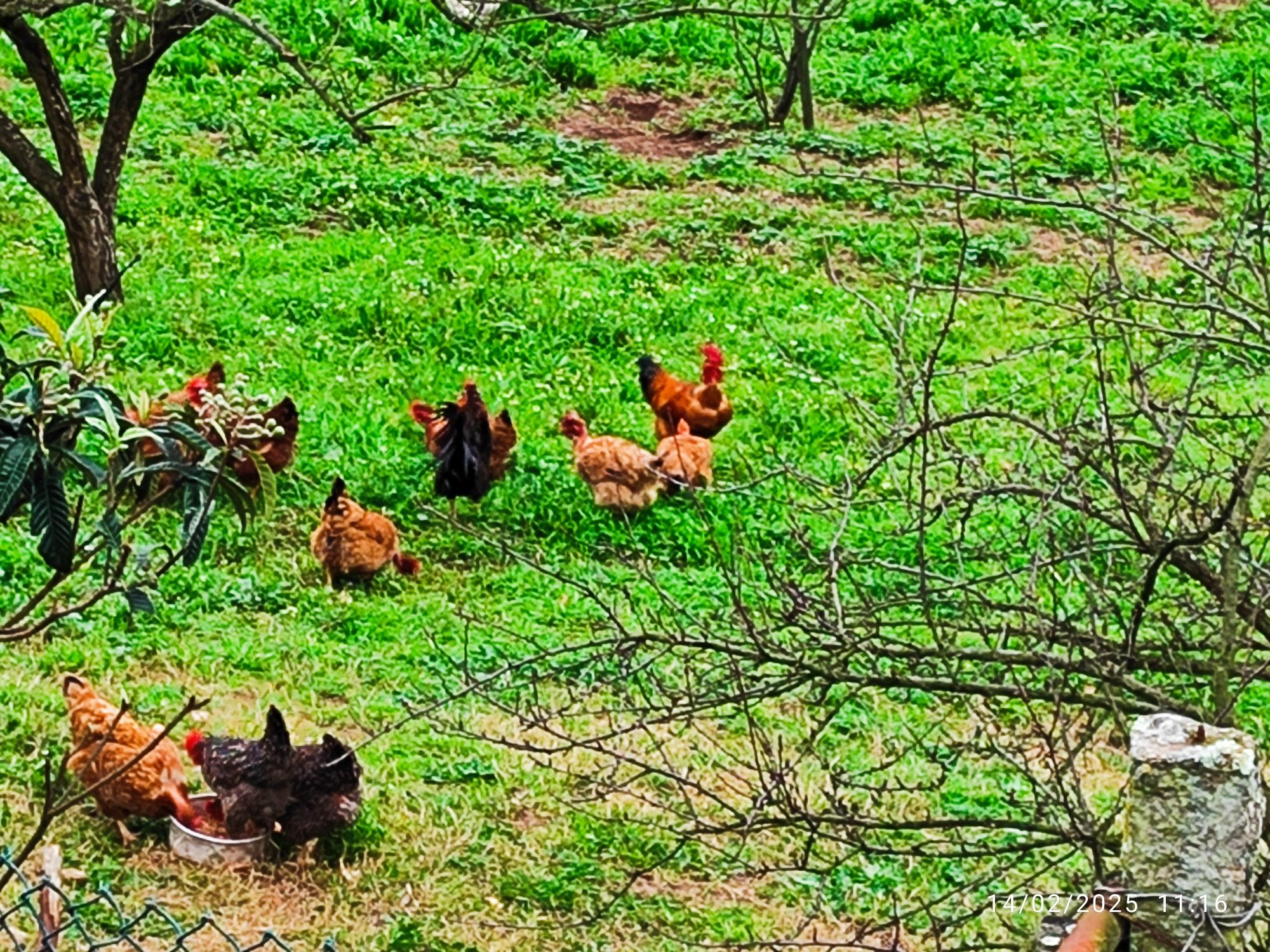 Galo pica no chão