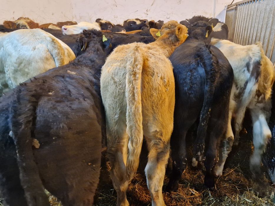 Odsadki Opasy Jałówki Byki Mięsne FINANSOWANIE