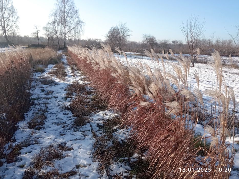 Міскантус Пурпуресценс (miscanthus Purpurencens)