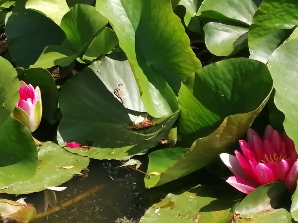 Lilie wodne pojedyncze sadzonki jak i hurtowa ilość