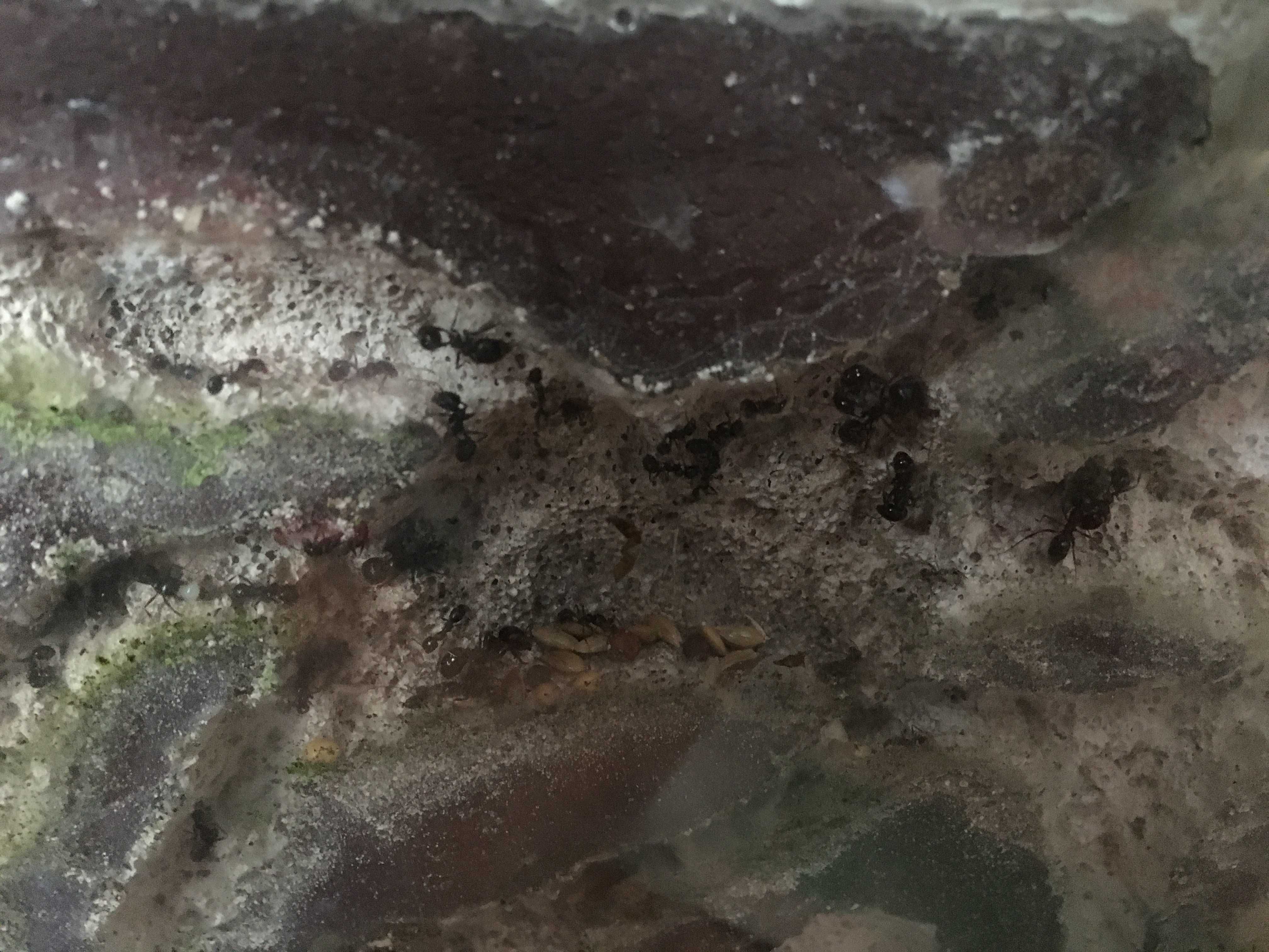 муравьиная ферма, жнецы