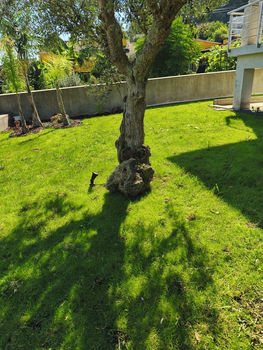 Serviços jardinagem