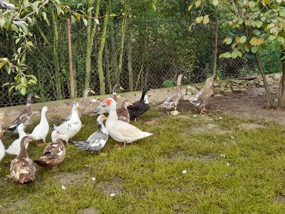 Kaczki francuskie, staropolskie, biegusy