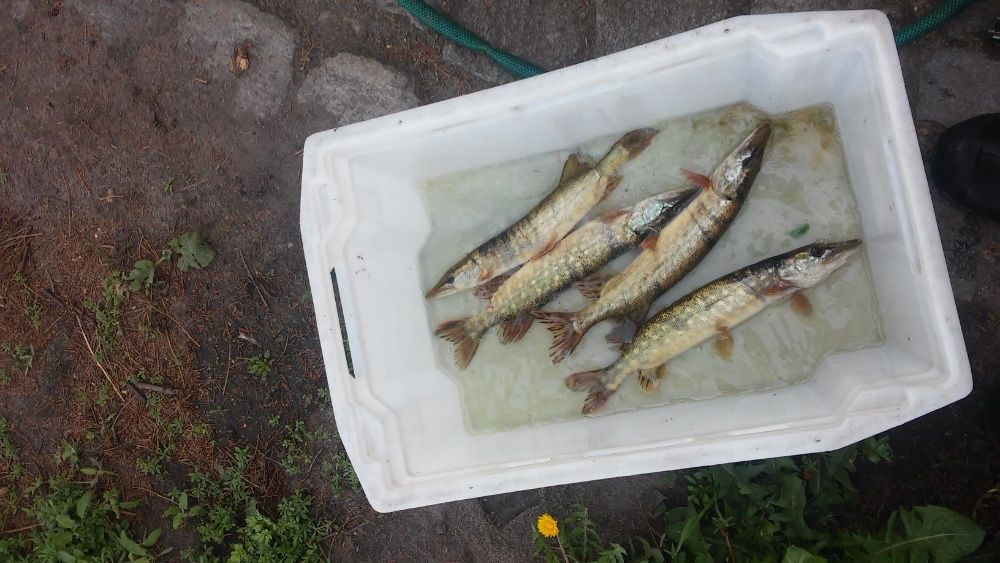 Karp żywy patroszony płat, amur, pstrąg, tołpyga, szczupak, jesiotr