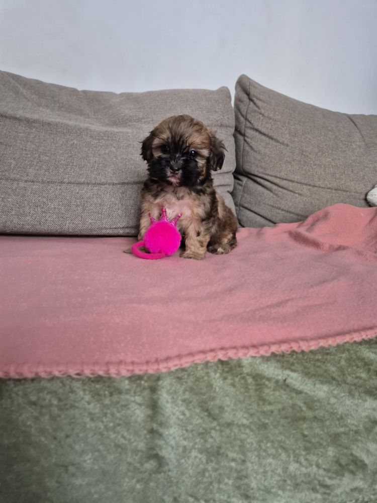 Śliczna suczka Shihpoo (Shih-tzu & Pudel Toy)