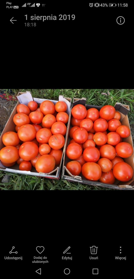 Rozsady warzyw [Pomidor, Ogórek, Papryka, seler, Por, Kapusta inne.]