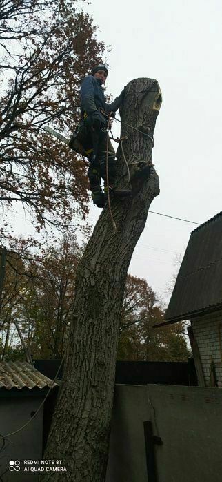 Спил дерев. Не дорого, якісно та швидко