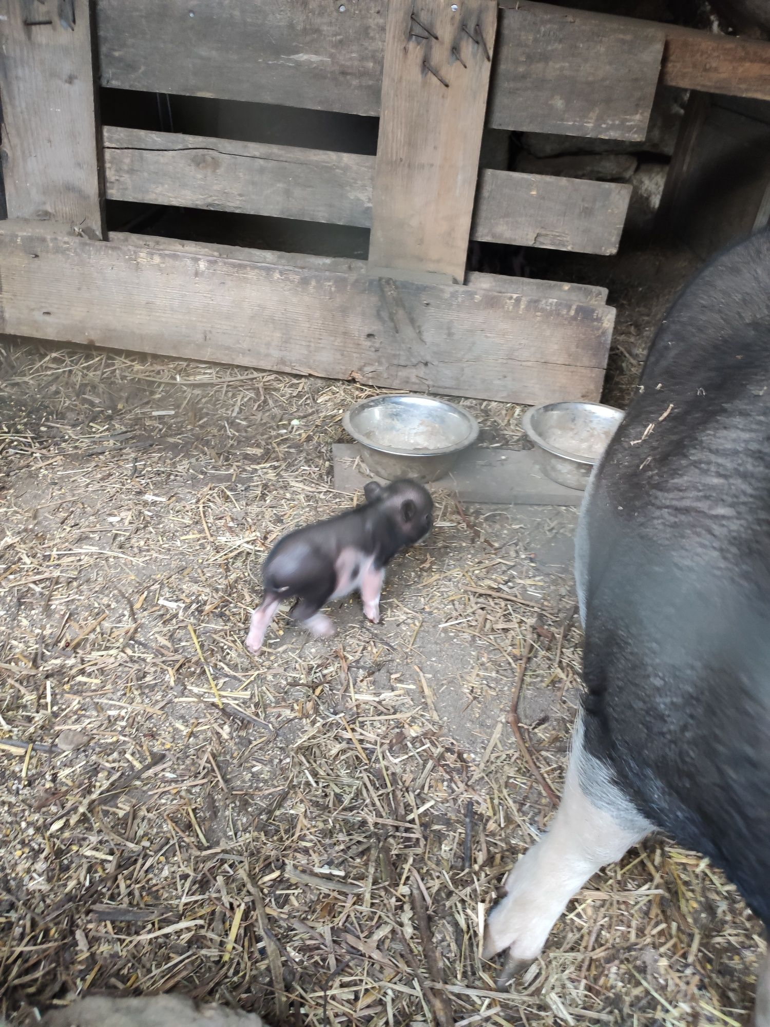 Mini Pig . Não são vietnamita