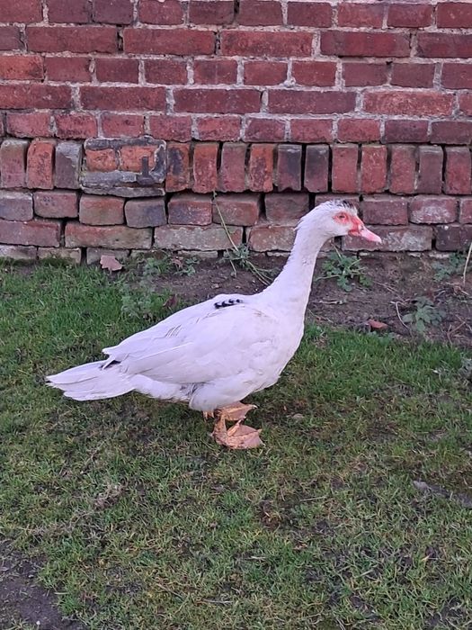 Młody Kaczor Francuski