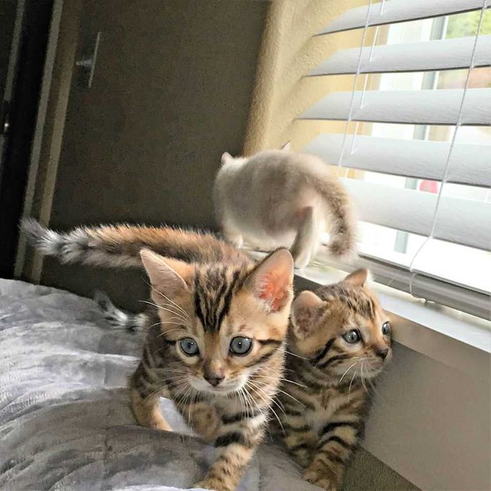 Piękne kocięta bengalskie dla nowej rodziny
