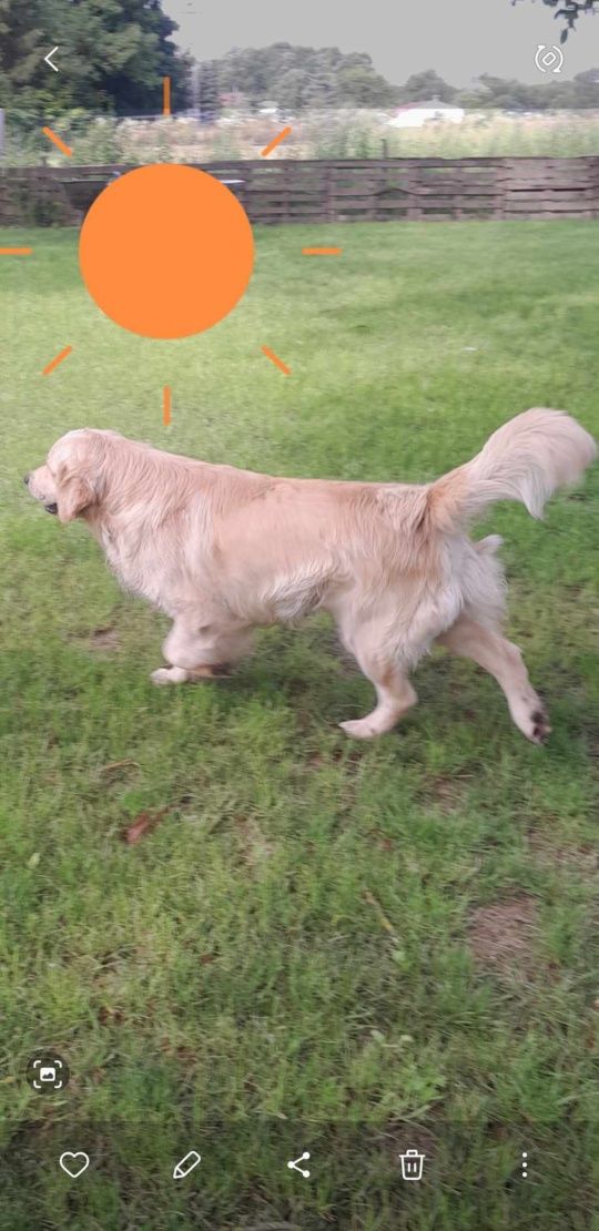 Reproduktor Golden Retriever