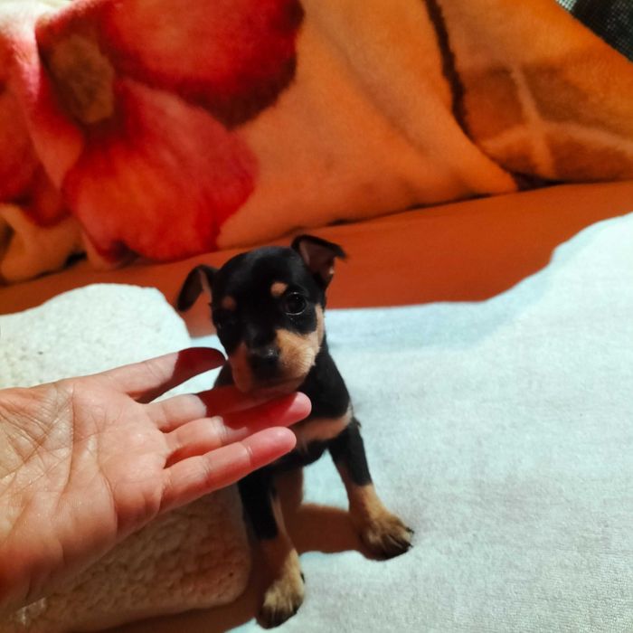 Pinscher macho belíssimo