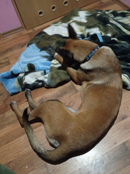 Oddam za darmo suczkę