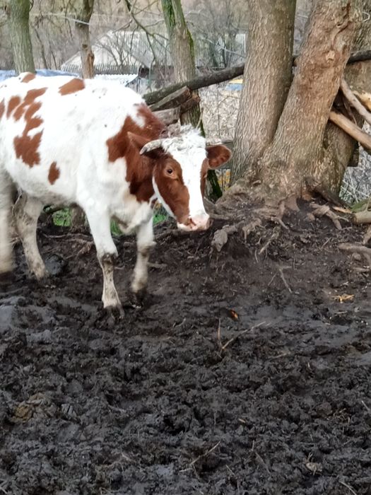 Продам тільну корову!