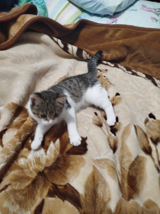 Отдам Котенка в добрые руки