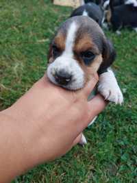 Beagle szczeniak tricolor