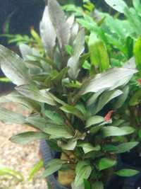 Rośliny akwariowe/roślina do akwarium/Cryptocoryne Wendtii Brown