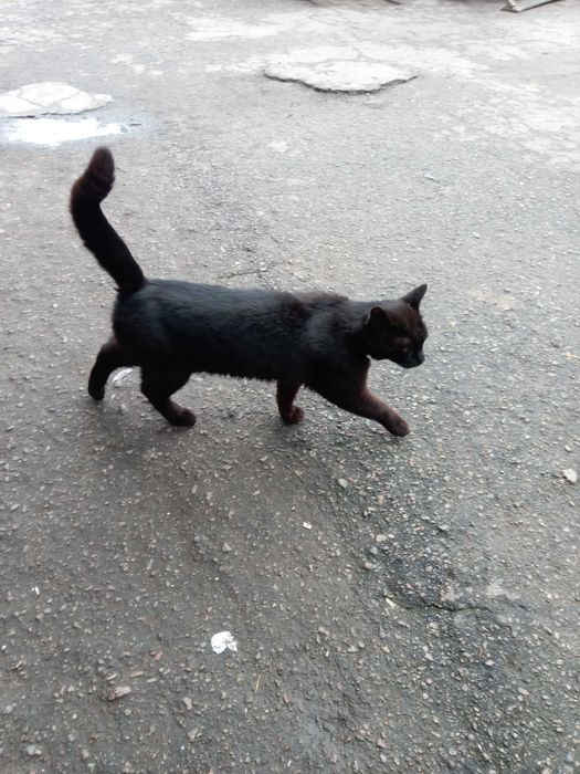 Котик чорний метис мейн - кун , ЧОРІ 1.5 року