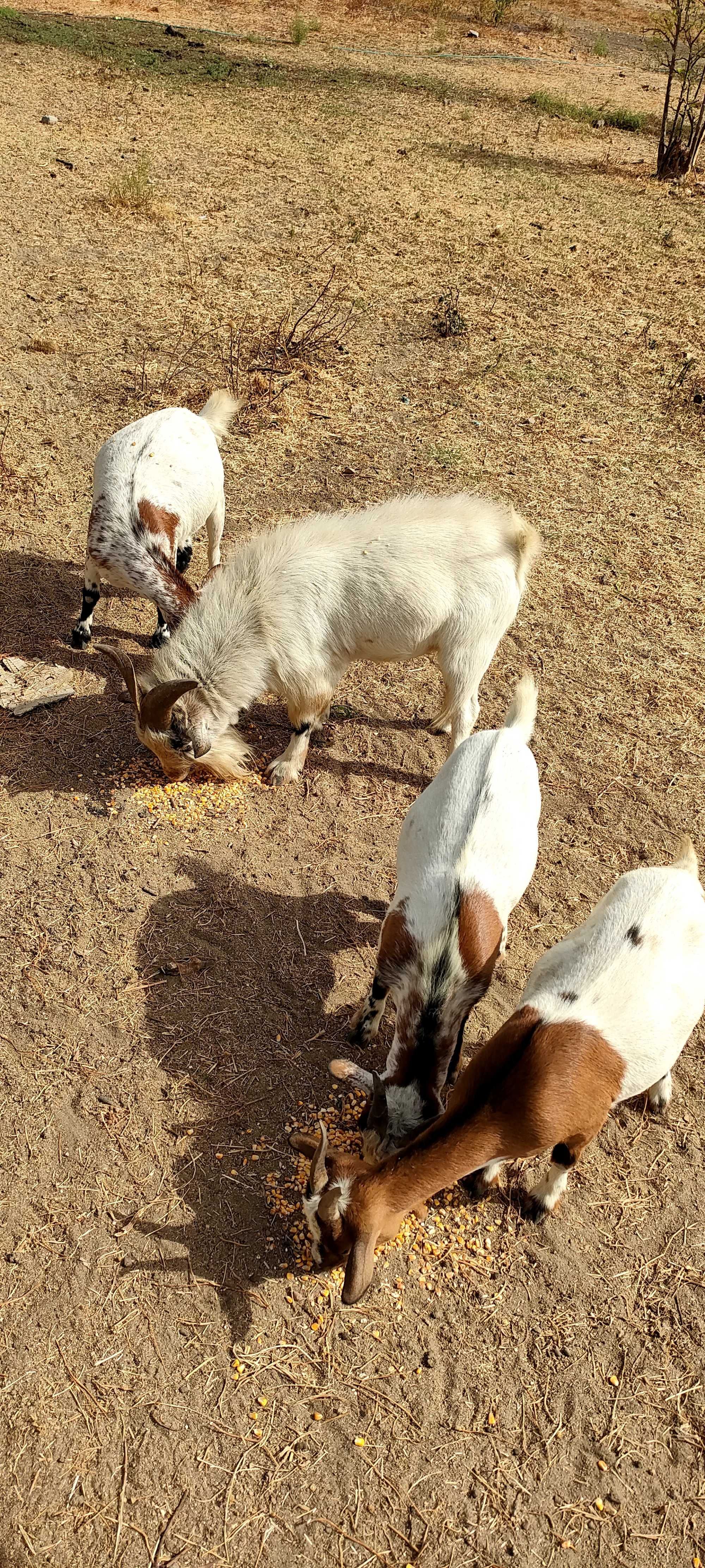 Cabras anãs disponíveis