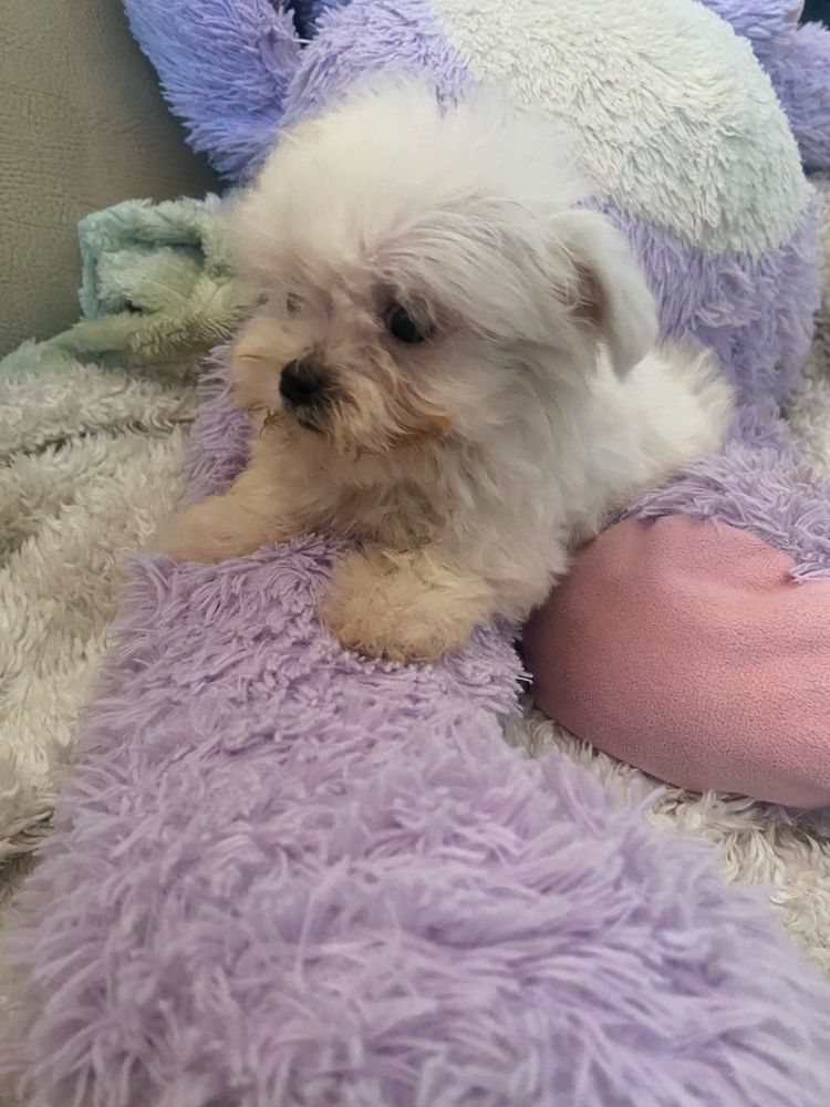 Bichon maltes femea mini