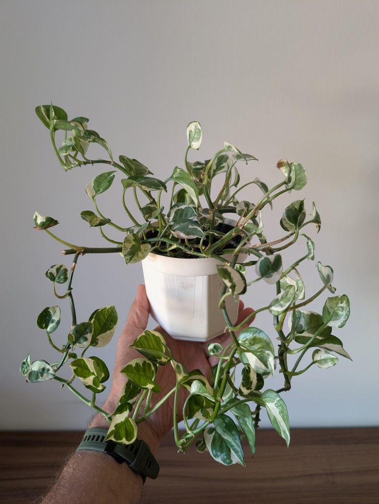 Epipremnum N'joy