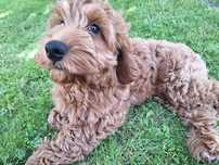 Cockapoo chłopczyk
