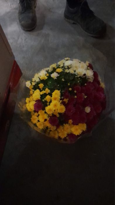 chryzantema drobnokwiatowa trójkolorowa