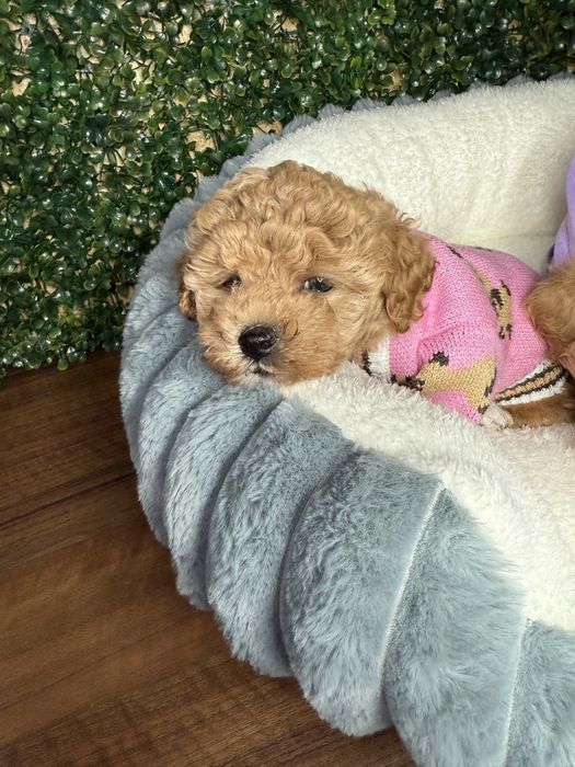 Карамельки мальтіпу чіповані