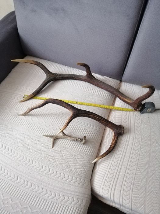 Zrzuty poroża jelenia