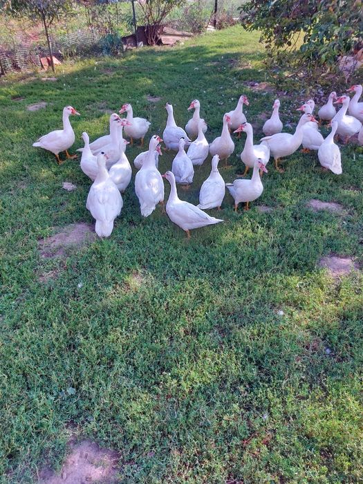Kaczki francuskie piżmowe białe