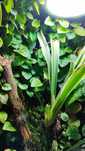 Ficus Pumila przycina roślina do terrarium rośliny