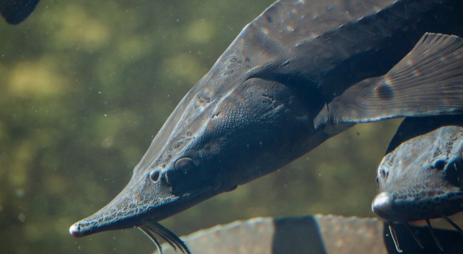 Jesiotr handlowy 2-3.5 kg sztuka