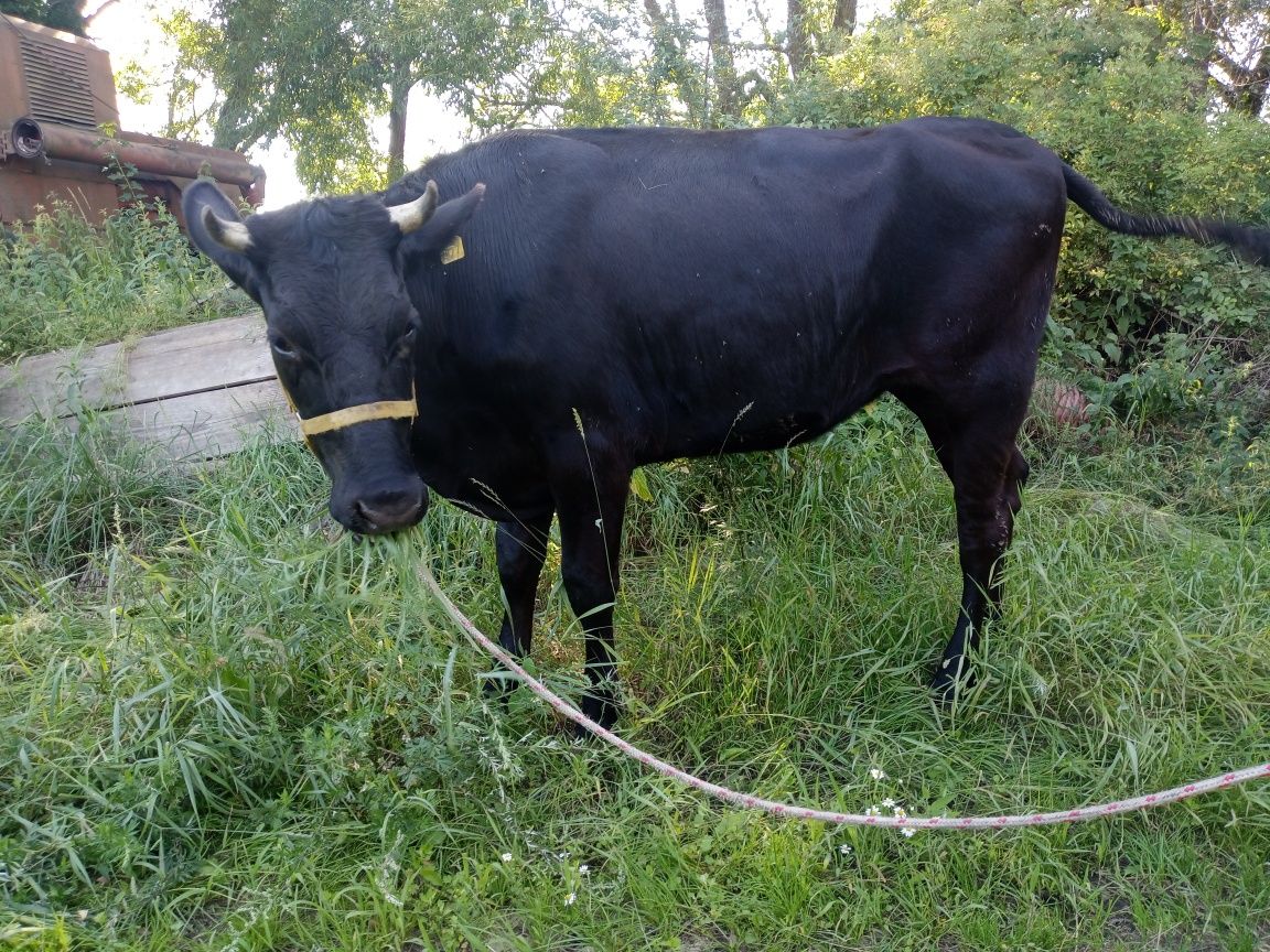 Jałówka angus x hf 2024