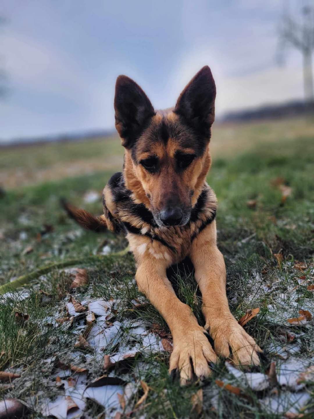 Poszukiwany DT na CITO dla Saby w typie ONka!
