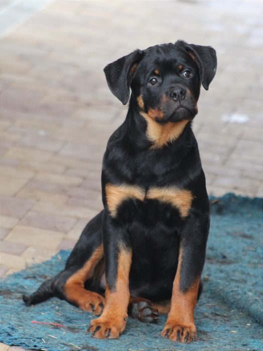 Харизматичний хлопчик ротвейлер шукає родину