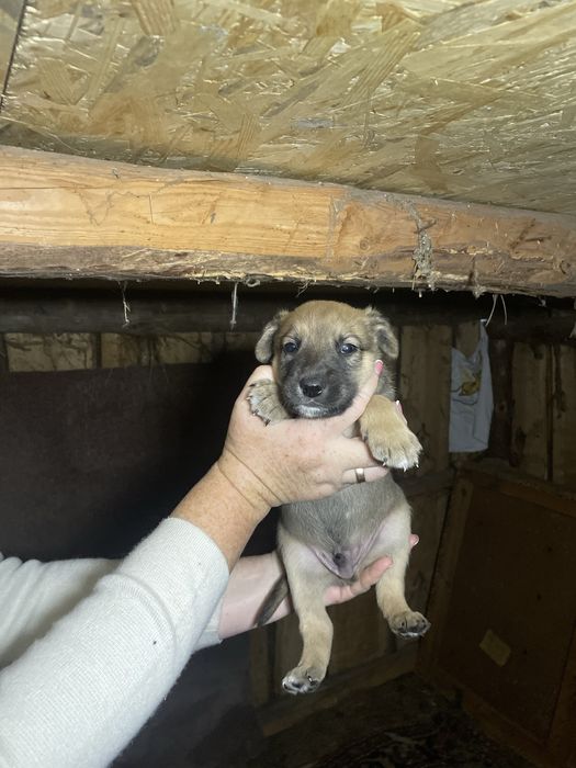 Цуценята, щенки, безкоштовно