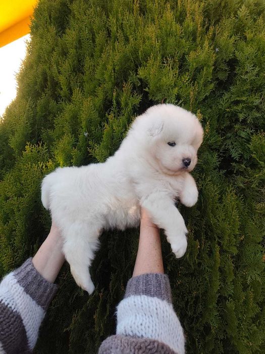 Piękny Piesek Samojed