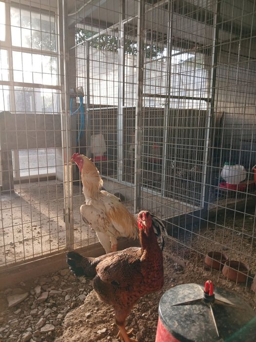 Pintos Índios Gigantes, Pais nas fotos sao puros