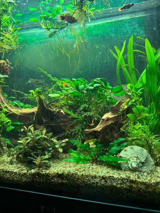 Rośliny akwariowe anubias i inne