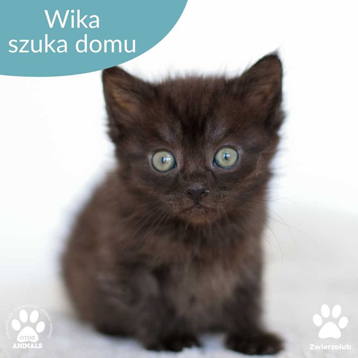 Czarna mała kotka Wika do adopcji! kociak szuka domu