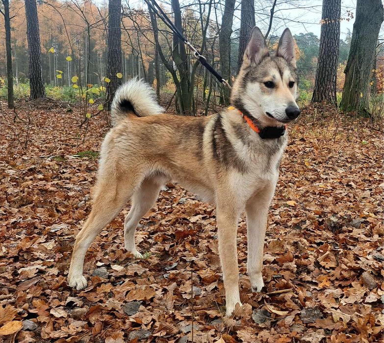 Łajka Zachodniosyberyjska