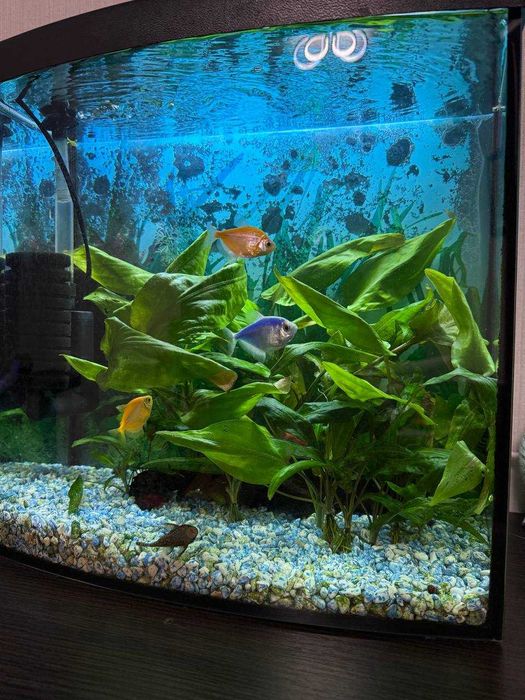 Продам 2 акваріума разом з тумбою