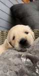 GOLDEN Retriever Suczka ZKwP FCI po Championie