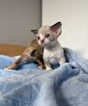 Devon rex cudowny kocurek