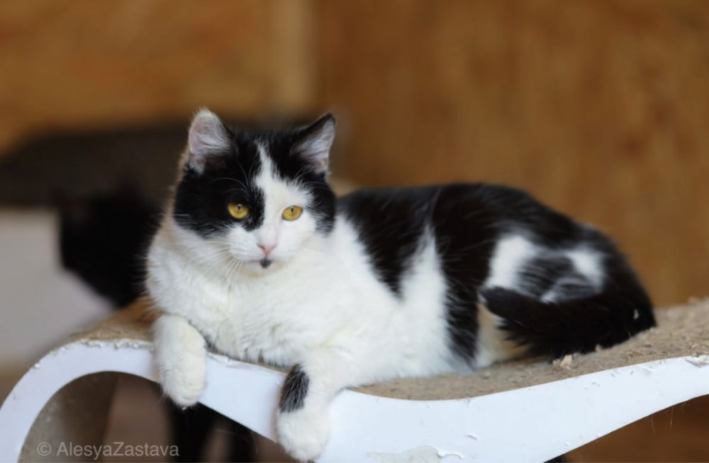 Красавица Дюна, 1 год., котенок в добрые руки, девочка кошка