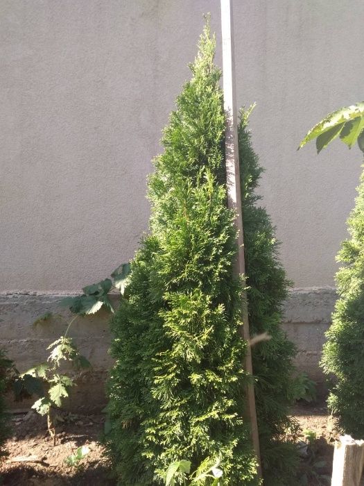 Туя западная смарагд 140-160см.